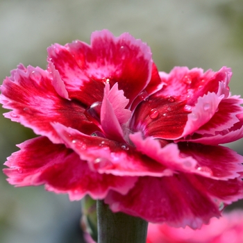 Dianthus 'Angel of Harmony' PPAF