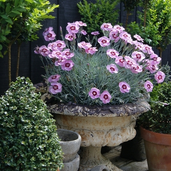 Dianthus 'Angel of Peace' PPAF