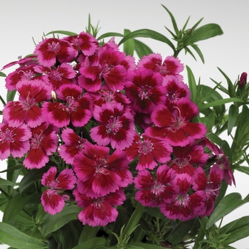 Dianthus barbatus Barbarini™ 'Red Rose Bicolor'