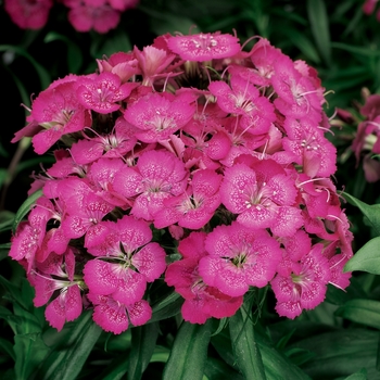 Dianthus barbatus Barbarini™ 'Rose'