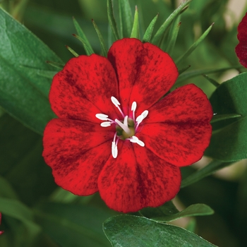 Dianthus barbatus Diabunda™ 'Crimson'
