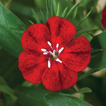 Dianthus barbatus 'Crimson' 