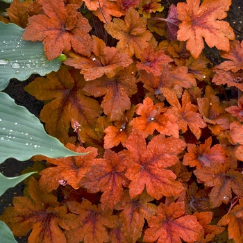 Heucherella 'Pumpkin Spice' PP29925