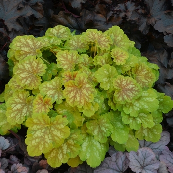 Heuchera 'You're so vein' PPAF