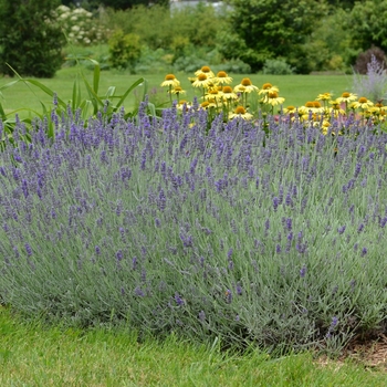 Lavandula angustifolia 'Silver Mist' 