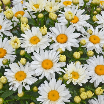 Leucanthemum x superbum 'Cream Puff'