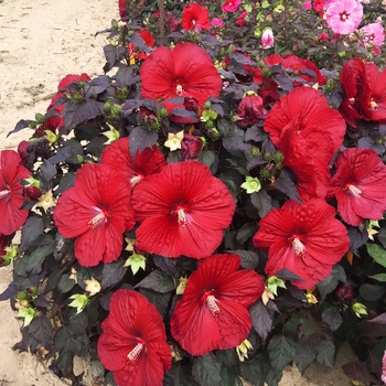 Hibiscus 'Holy Grail' PPAF