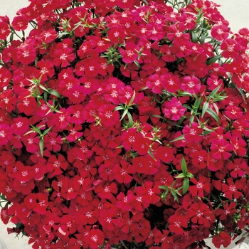 Dianthus 'Carmine Rose' 