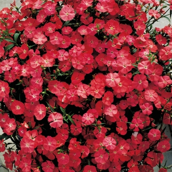 Dianthus 'Coral' 