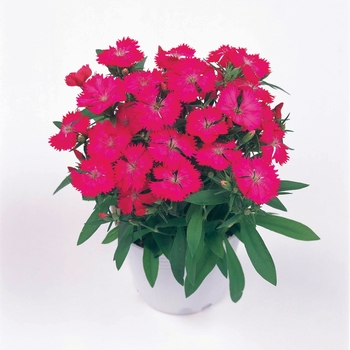 Dianthus 'Pink' 