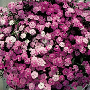 Dianthus Diamond 'Pink Blush'