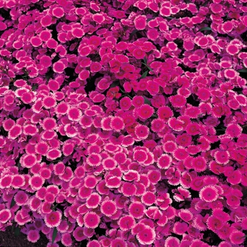 Dianthus Diamond 'Purple'