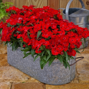 Dianthus Diamond 'Scarlet'