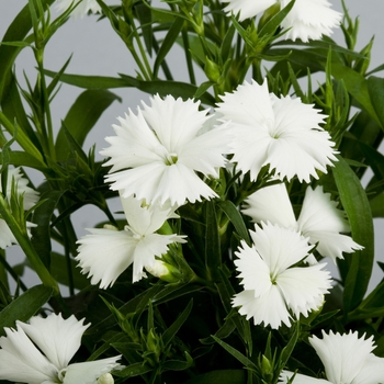 Dianthus 'White' 