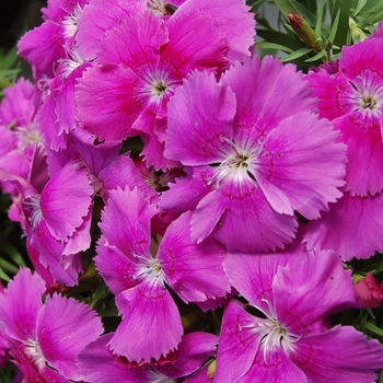Dianthus chinensis Diana 'Blueberry'