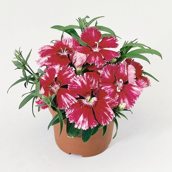 Dianthus chinensis Diana 'Crimson Flame'