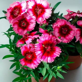 Dianthus chinensis 'Crimson Picotee' 