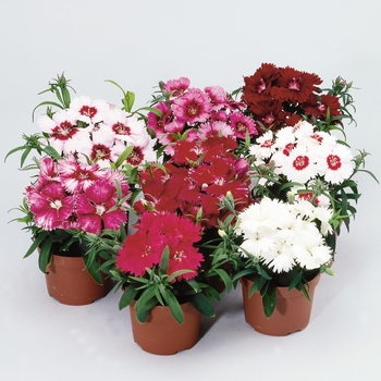 Dianthus chinensis 'Formula Mix' 