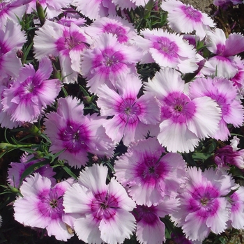 Dianthus chinensis 'Lavender Picotee' 