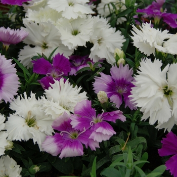 Dianthus chinensis 'Lavendina Mix' 