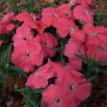 Dianthus chinensis Diana 'Pink'