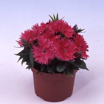 Dianthus chinensis Diana 'Salmon'