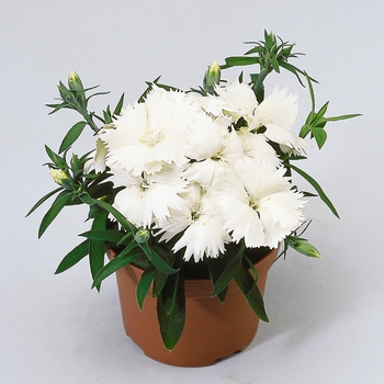 Dianthus chinensis Diana 'White'