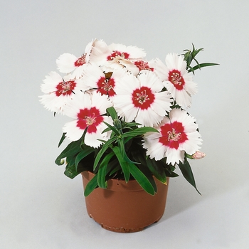 Dianthus chinensis Diana 'White Red Eye'