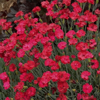 Dianthus 'Frosty Fire' 