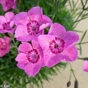 Dianthus Mountain Frost™ 'Pink Carpet'