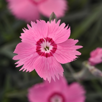 Oscar Dark Red Carnation (Dianthus caryophyllus 'KLEDP11108') in