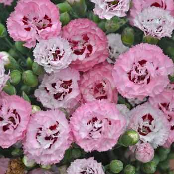 Dianthus Pretty Poppers™ 'Appleblossom Burst'