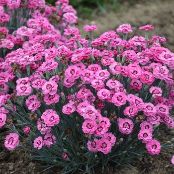 Dianthus 'Cute as a Button' 