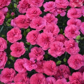 Dianthus 'Double Bubble' PPAF