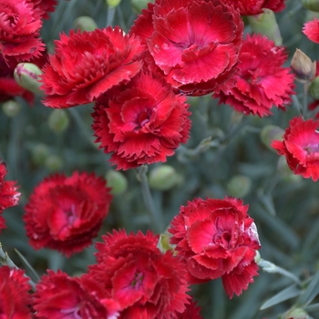 Dianthus 'Electric Red' 
