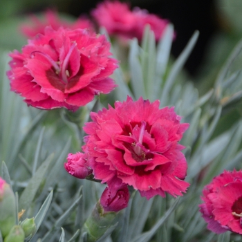 Dianthus Pretty Poppers™ 'Razzlepop'