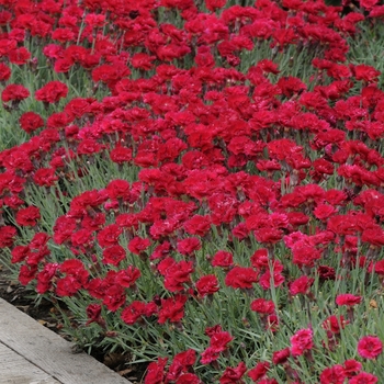 Dianthus gratianopolitanus 'Red Beauty'