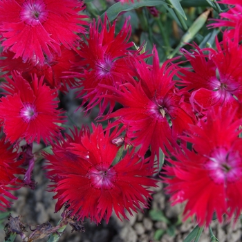 Oscar Dark Red Carnation (Dianthus caryophyllus 'KLEDP11108') in