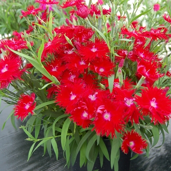 Dianthus Supra 'Red'