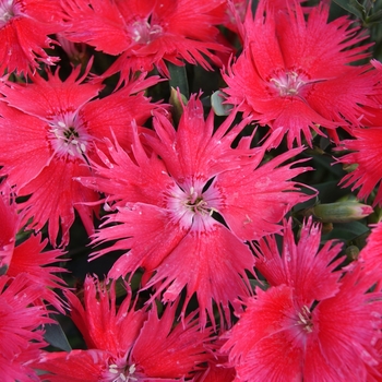 Dianthus Supra 'Salmon'