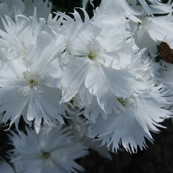 Dianthus Supra 'White'