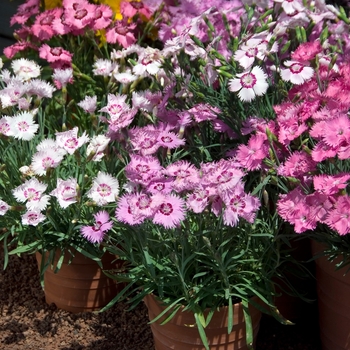 Dianthus plumarius 'Sweetness Mix'