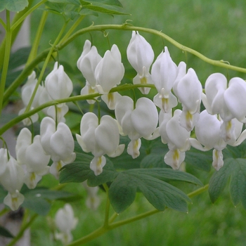 Dicentra spectabilis 'Alba'