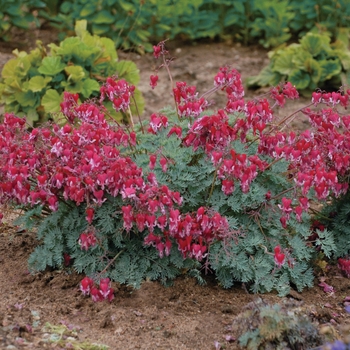 Dicentra formosa 'Fire Island'