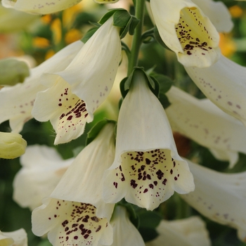 Digitalis purpurea Dalmatian 'Cream'