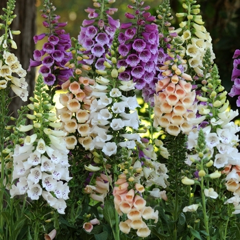 Digitalis purpurea Dalmatian 'Mix'