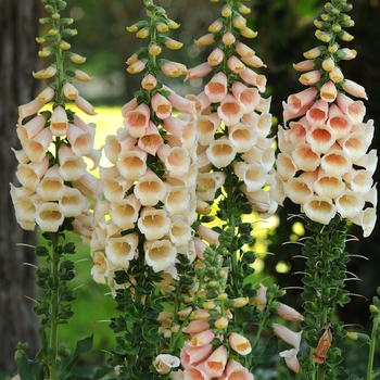 Digitalis 'Dalmatian Peach'