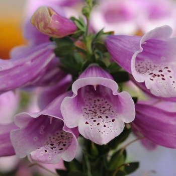 Digitalis purpurea Dalmatian 'Rose'