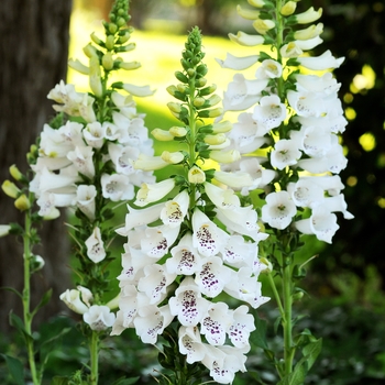 Digitalis purpurea 'White' 