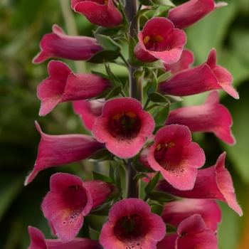 Digitalis 'Plum Gold' 